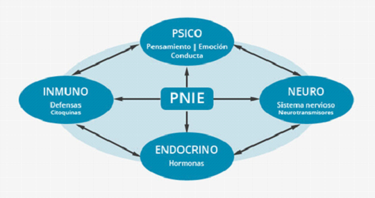 PsicoNeuroInmunología_esquema